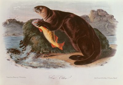 Havodder fra Quadrupeds of North America (1842-5) af John James Audubon