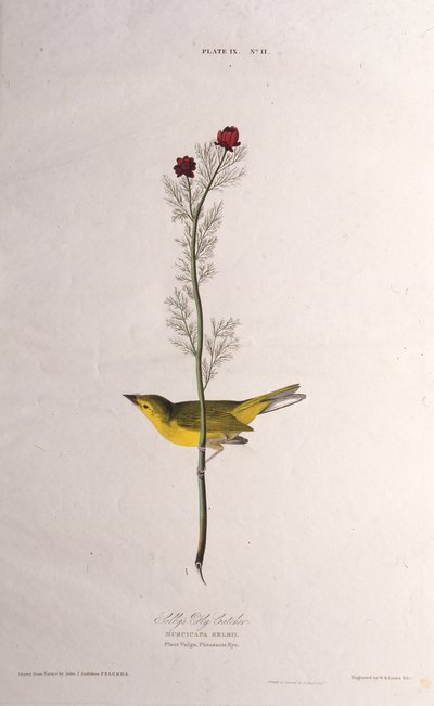 Selbys Fluefanger. Fra The Birds of America, 1827-1838. af John James Audubon