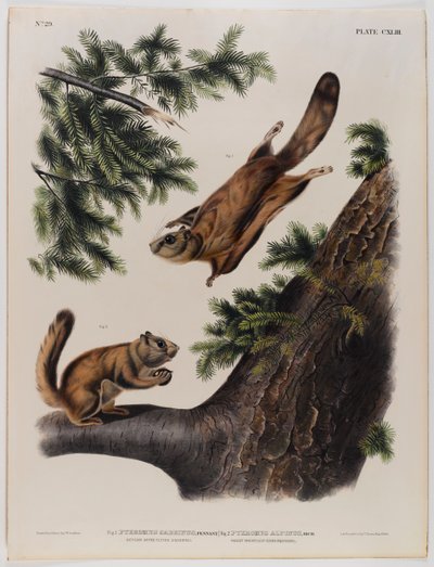 Severn River flyvende egern (venstre) og Rocky Mountain flyvende egern (højre) af John James Audubon