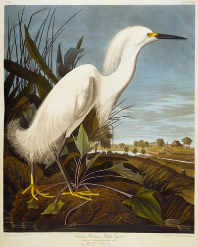 Snehejre eller hvid hejre / Snehejre af John James Audubon