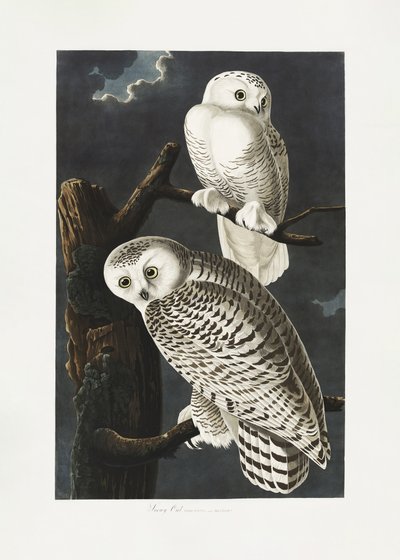 Sneugle fra *Birds of America* (1827) af John James Audubon