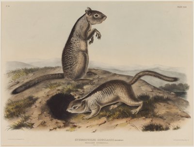 Spermophilus Douglassii (To Douglas egern) af John James Audubon
