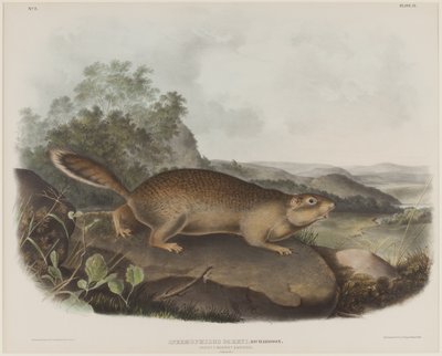Spermophilus Parry (Parrys murmeldyregern) af John James Audubon