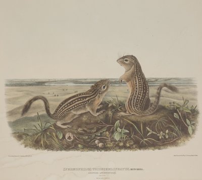 Spermophilus Tridecemlineatus (to leopardegern) af John James Audubon