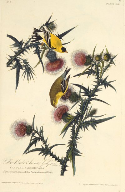 Den amerikanske guldfink. Fra The Birds of America, 1827-1838. af John James Audubon