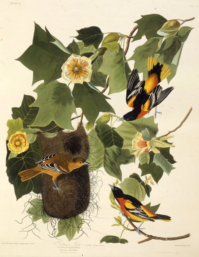 Baltimore oriole. Fra The Birds of America, 1827-1838. af John James Audubon