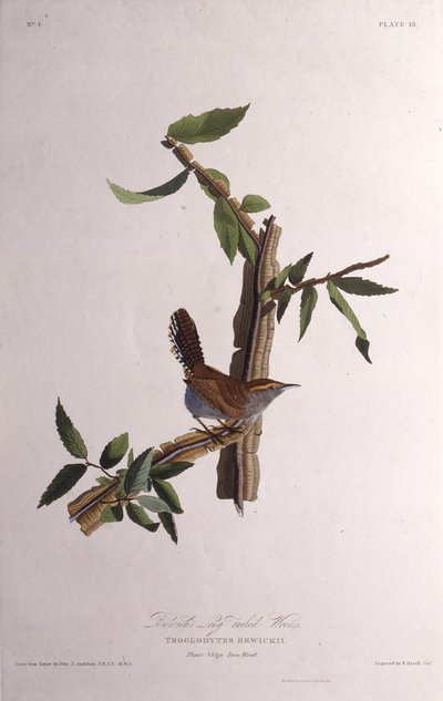 Bewicks gærdesmutte. Fra The Birds of America, 1827-1838. af John James Audubon