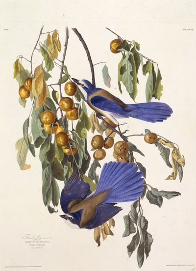 Floridas skrubbejay. Fra The Birds of America, 1827-1838. af John James Audubon