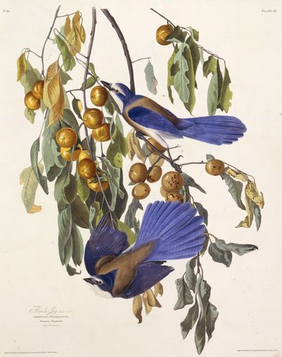 Floridas skrubbejay. Fra The Birds of America, 1827-1838. af John James Audubon