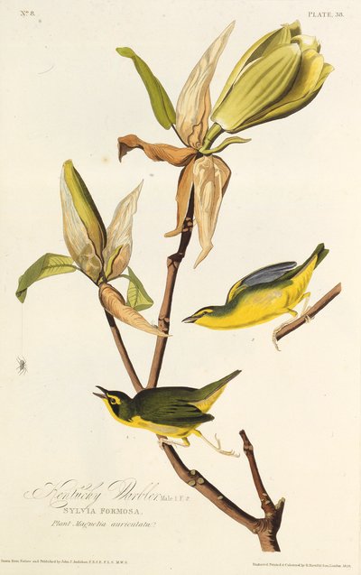 Kentucky-sangeren. Fra The Birds of America, 1827-1838. af John James Audubon