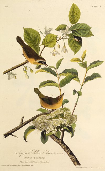 Maryland Yellowthroat. Fra The Birds of America, 1827-1838. af John James Audubon