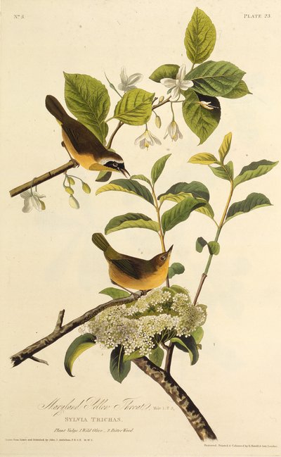 Maryland Yellowthroat. Fra The Birds of America, 1827-1838. af John James Audubon