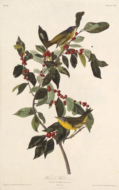 Nashville-sangeren. Fra The Birds of America, 1827-1838. af John James Audubon