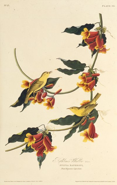 Rathbone Warbler. Fra The Birds of America, 1827-1838. af John James Audubon