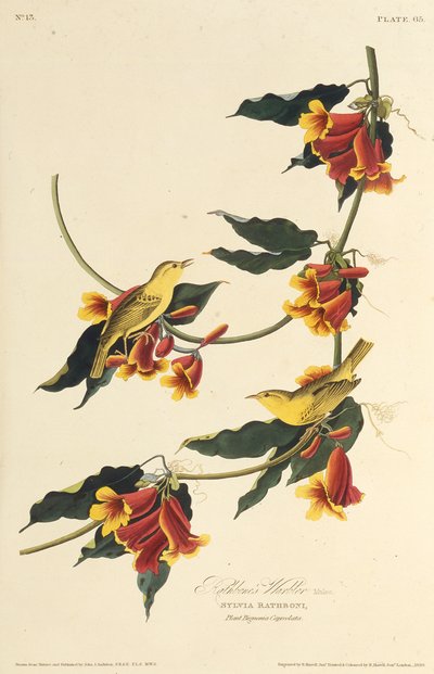 Rathbone Warbler. Fra The Birds of America, 1827-1838. af John James Audubon