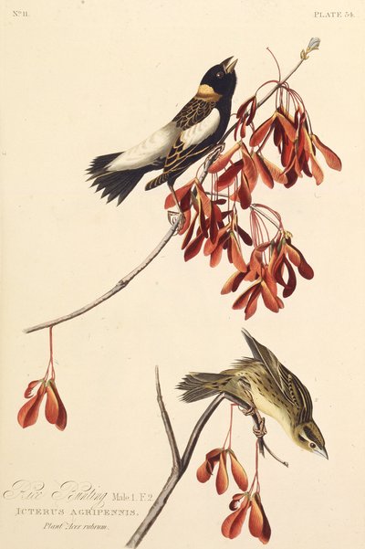 Risfuglen. Fra The Birds of America, 1827-1838. af John James Audubon