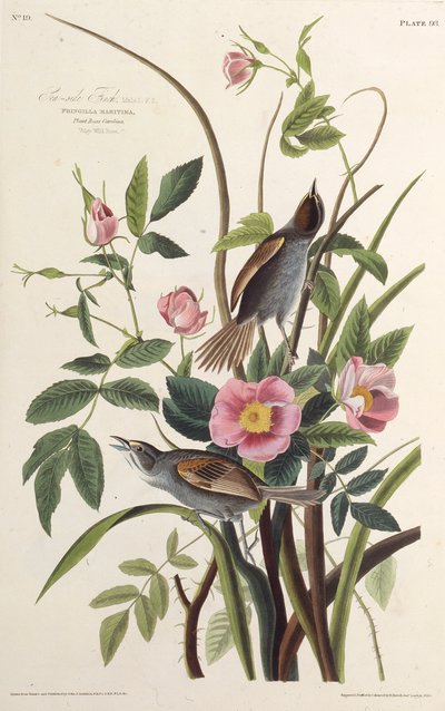 Havsidefinken. Fra The Birds of America, 1827-1838. af John James Audubon