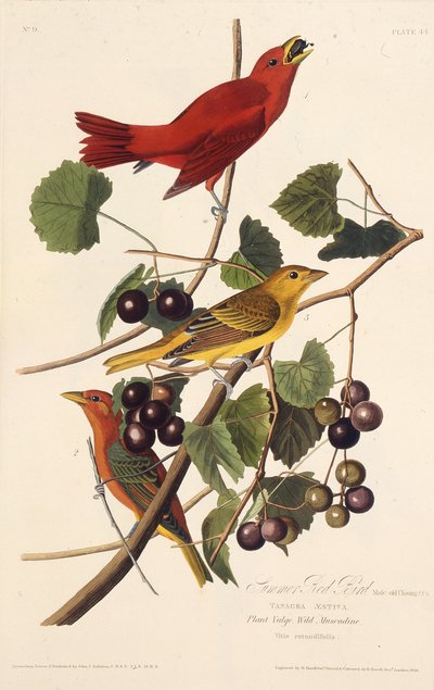 Den røde sommerfugl. Fra The Birds of America, 1827-1838. af John James Audubon
