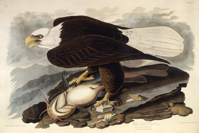 Den skaldede ørn. Fra The Birds of America, 1827-1838. af John James Audubon