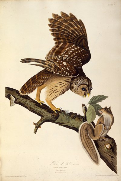 Den spærrede ugle. Fra The Birds of America, 1827-1838. af John James Audubon