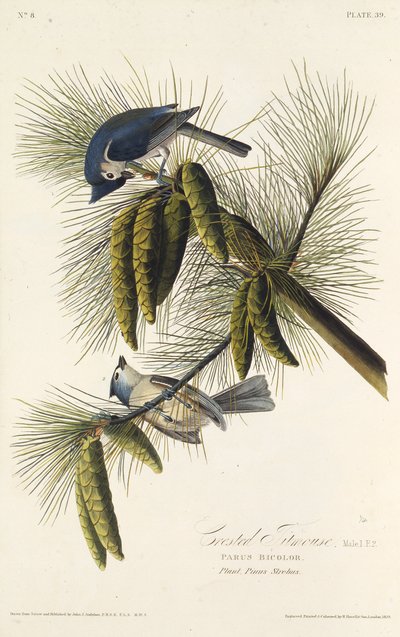 Den sortkammede mejse. Fra The Birds of America, 1827-1838. af John James Audubon