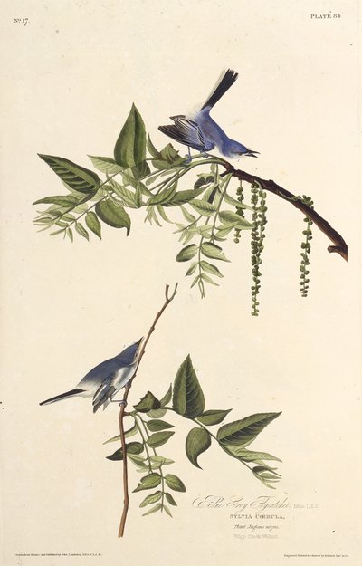 Den blågrå gnatfanger. Fra The Birds of America, 1827-1838. af John James Audubon