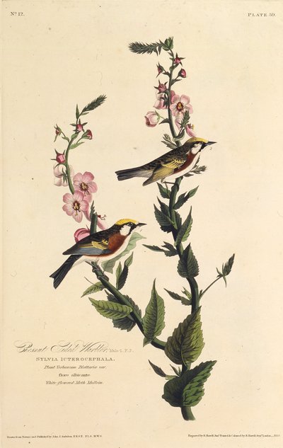 Den kastanjesidesanger. Fra The Birds of America, 1827-1838. af John James Audubon