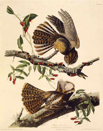 Chuck-viljer-enken. Fra The Birds of America, 1827-1838. af John James Audubon