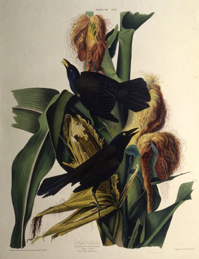 Den almindelige grackle. Fra The Birds of America, 1827-1838. af John James Audubon