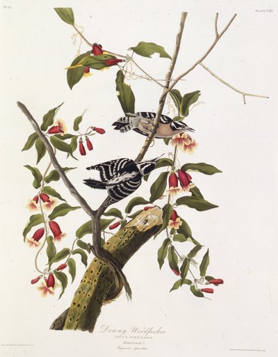 Den dunede spætte. Fra The Birds of America, 1827-1838. af John James Audubon