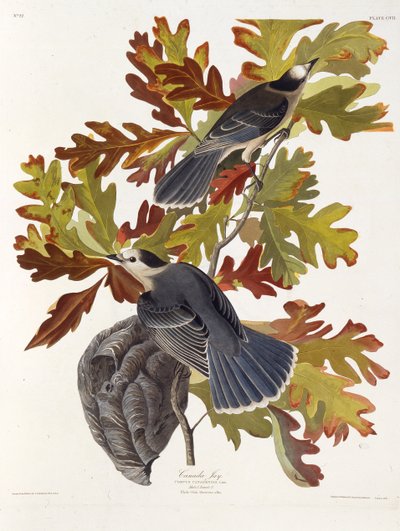 Den grå jay. Fra The Birds of America, 1827-1838. af John James Audubon
