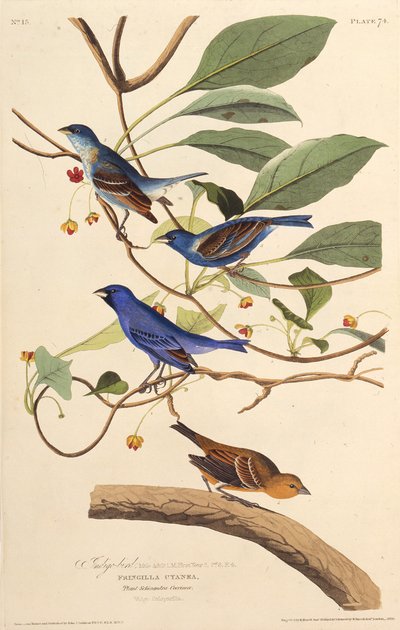 Indigofuglene. Fra The Birds of America, 1827-1838. af John James Audubon