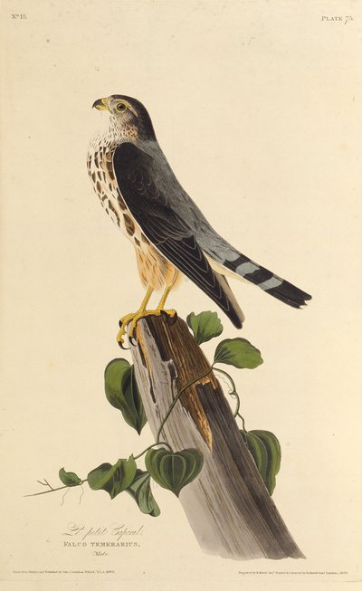 Merlinen. Fra The Birds of America, 1827-1838. af John James Audubon