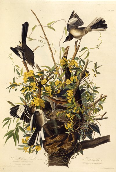 Den nordlige spottfugl. Fra The Birds of America, 1827-1838. af John James Audubon