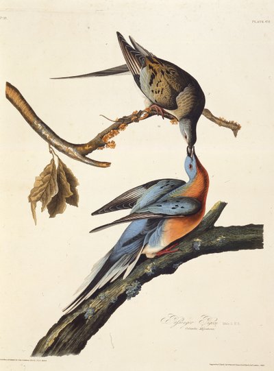 Passagerduen. Fra The Birds of America, 1827-1838. af John James Audubon