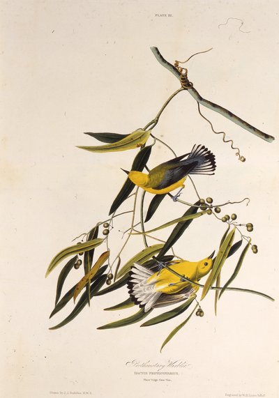 Den protonotære sangfugl. Fra The Birds of America, 1827-1838. af John James Audubon