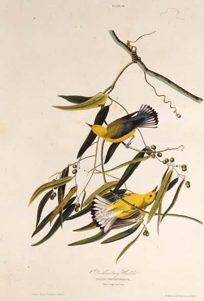 Den protonotære sangfugl. Fra The Birds of America, 1827-1838. af John James Audubon