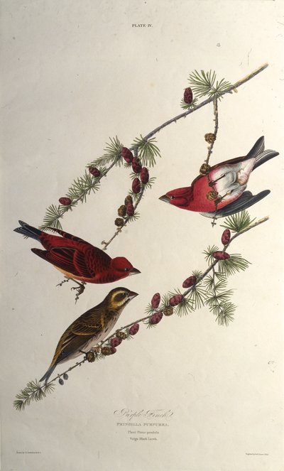 Den lilla finke. Fra The Birds of America, 1827-1838. af John James Audubon