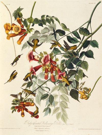 Den rubinstrubede kolibri. Fra The Birds of America, 1827-1838. af John James Audubon