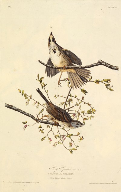 Sangen spurv. Fra The Birds of America, 1827-1838. af John James Audubon