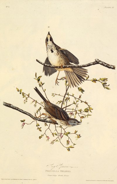 Sangen spurv. Fra The Birds of America, 1827-1838. af John James Audubon