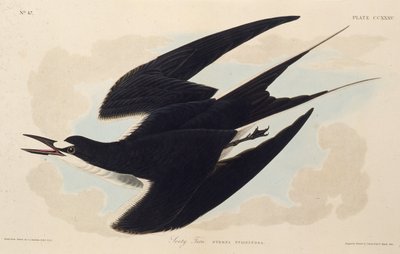 Den sodede terne. Fra The Birds of America, 1827-1838. af John James Audubon