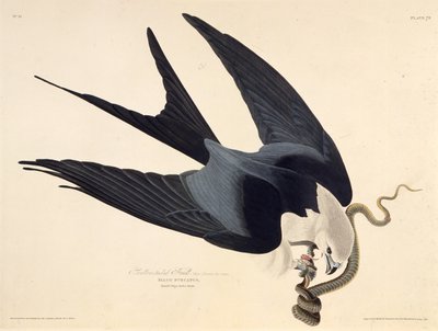 Svalehaledragen. Fra The Birds of America, 1827-1838. af John James Audubon