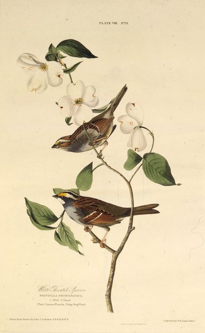 Hvidstruben spurv. Fra The Birds of America, 1827-1838. af John James Audubon