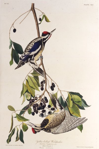 Den gulbugede savsuger. Fra The Birds of America, 1827-1838. af John James Audubon