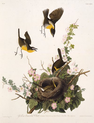 Den gulbarmede chat. Fra The Birds of America, 1827-1838. af John James Audubon