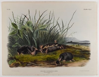 Townsends spidsmus muldvarp af John James Audubon
