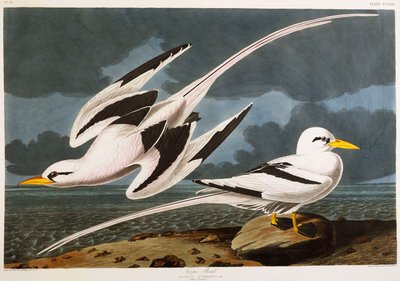 Tropisk fugl af John James Audubon
