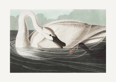 Trompetersvane fra *Birds of America* (1827) af John James Audubon