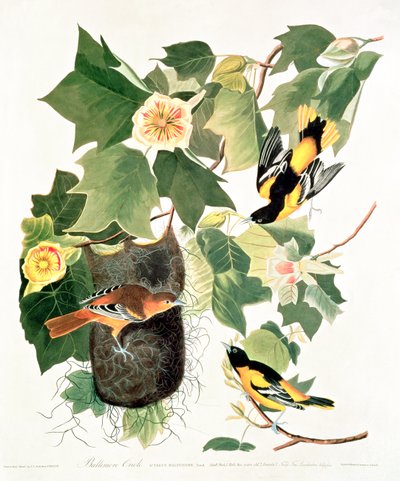 Tulipan-træ: Liriodendron tulipifera, fra 
